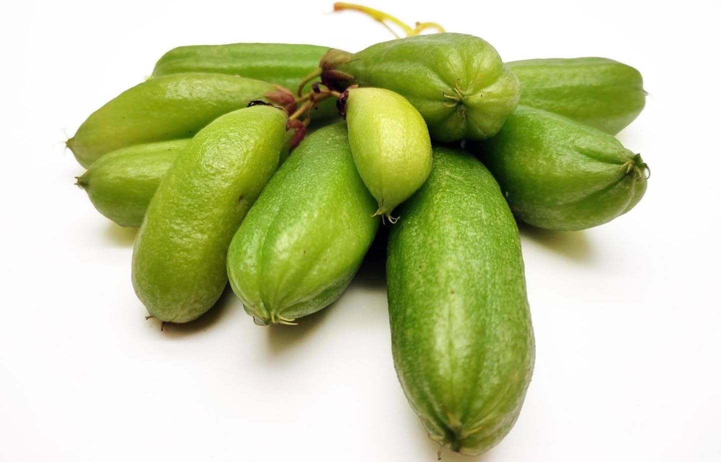 Big Averrhoa Bilimbi (Cucumber Tree) Bilimbi Tropical Live Fruit Tree(2-3ft)