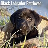 Black Labrador Retriever Puppies Calendar - Only Dog Breed Black Labrador Retriever Puppies Calendar - 2016 Wall calendars - Dog Calendars - Monthly Wall Calendar by Avonside
