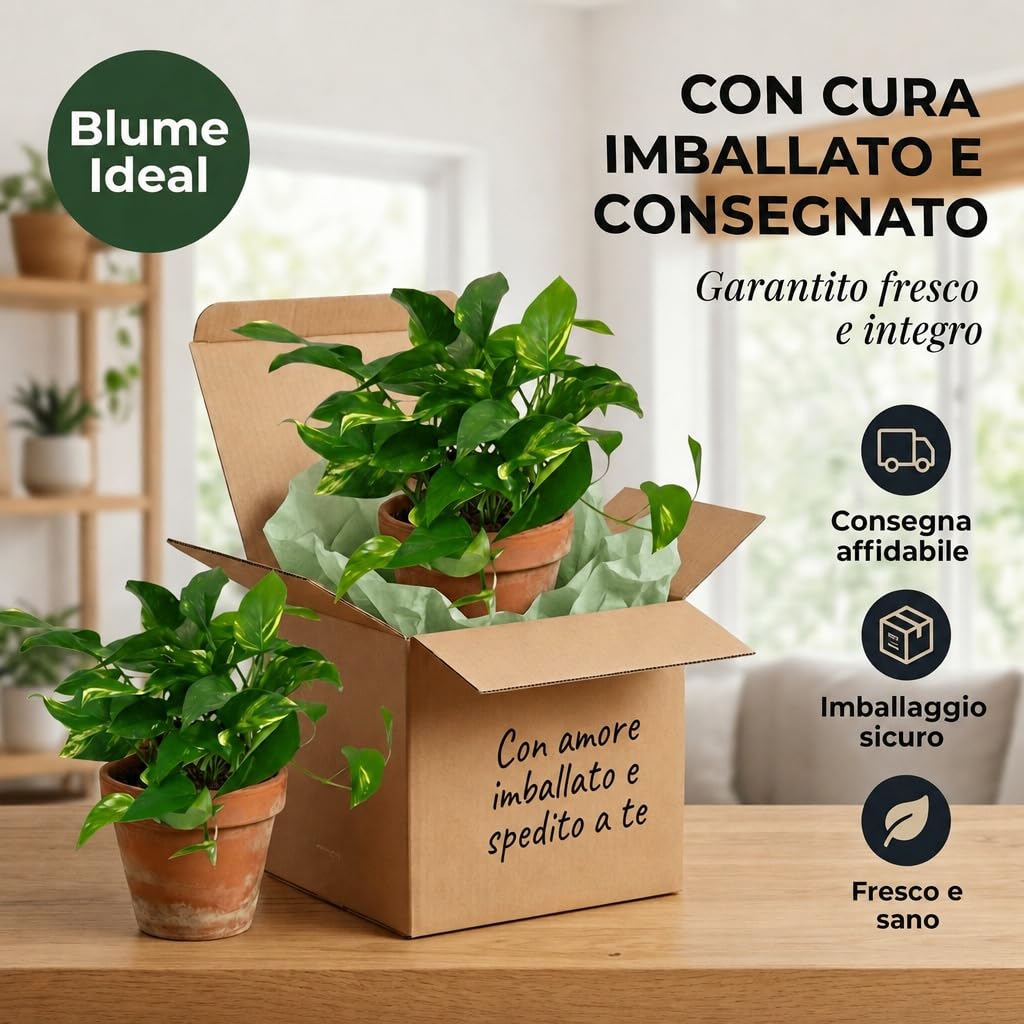 Pflanze Plus | Potos (Epipremnum aureum) | Lotto da 5 piante con vaso in zinco | Pianta da interno facile da curare