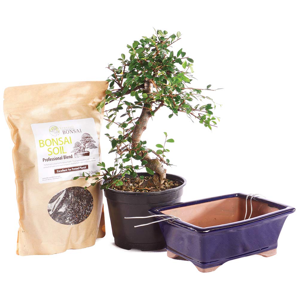 Brussel's Bonsai Live Chinese Elm Bonsai Outdoor Tree Gift Bundle - Medium