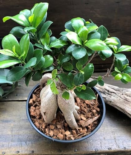 鉢植えガジュマル 立派 精霊が宿る木 観葉植物 インテリア