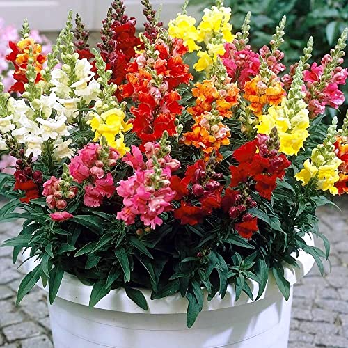 Seedsup - 700+ Dwarf Snapdragon - Flower Mix #TOP10