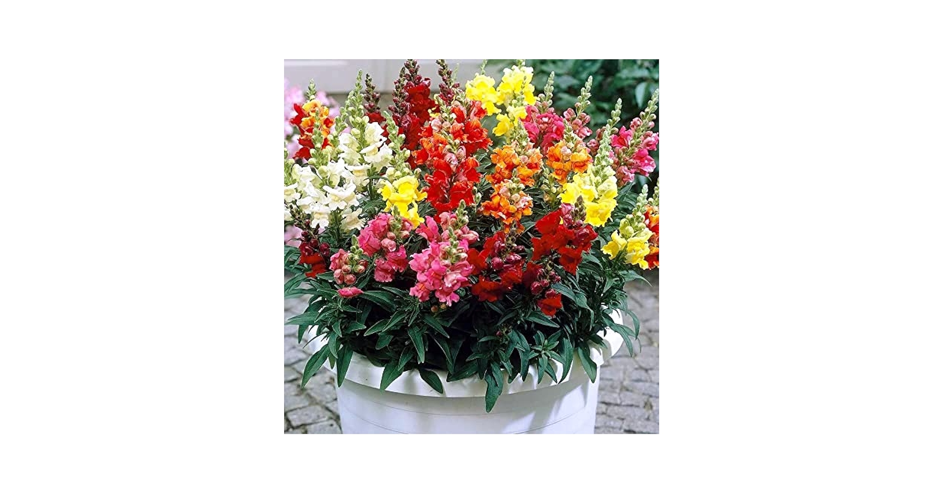 ★金魚草⑫〜⑳★ 金魚草 3苗（15cm〜）ミックス - メルカリ