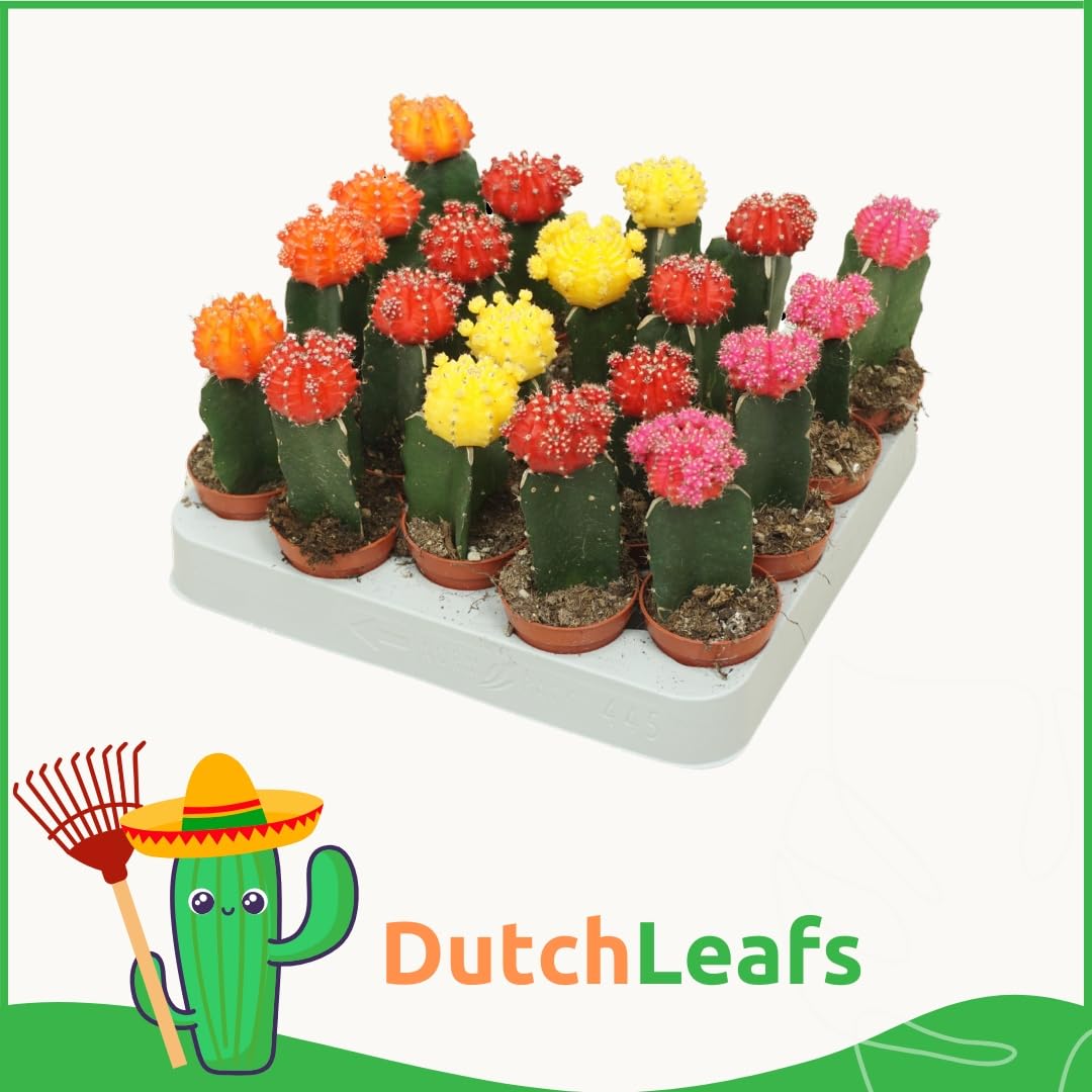 Gymnocalycium Mihanovichii Mix 20 Stück Veredelte Mini Kakteen im Ø Terrakotta Blumentopf - Erdbeerkaktus Kleine Pflanzen Sammlung Pflegeleichte Zimmerpflanzen - Höhe 8-15 cm
