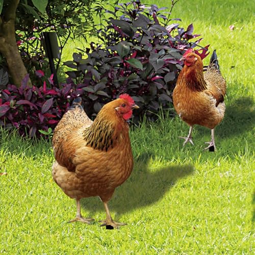 Sculptures réalistes de poule et décors pour jardin et cour extérieure