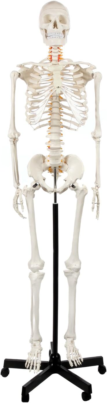 Axis Scientific Life Size Skeleton Model for Anatomy Study, Includes 3 Printed Guides, Pelvic-Mounted Rolling Stand, and US-Based Customer Service