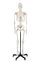 Vista 1 de Axis Scientific 5'6" (167 cm) Life Size Human Skeleton Model for Anatomy Study, 206 Bones, Mobile Stand, Learning Guides Included