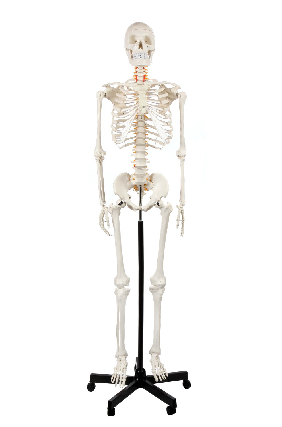Axis Scientific 5'6" (167 cm) Life Size Human Skeleton Model for Anatomy Study, 206 Bones, Mobile Stand, Learning Guides Included