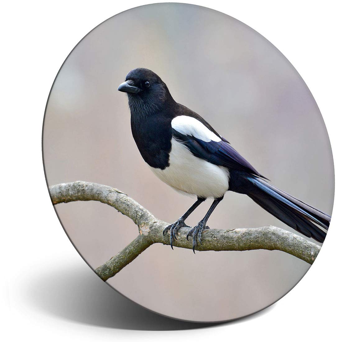 Destination Vinyl Ltd Magnet for Refrigerator, Fridge - Eurasian Magpie English Bird for Office, Cabinet and Whiteboard, Magnetic Stickers, 14568