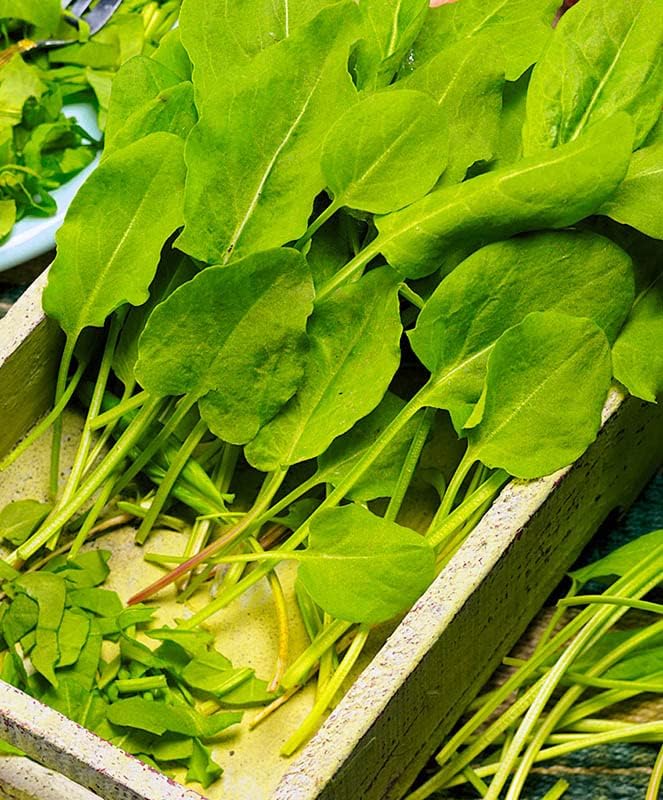 Miniatura 2 de Acedera de hoja ancha - Vegetal de reliquia - Libre de OMG