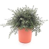 Rosemarin Westringia Fruticosa - Altura total 40-50 cm - Maceta Ø 26 cm