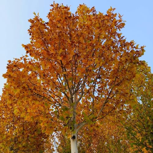 Semillas de Platanus acerifolia, comprar Semillas de plátano, verdes exterior raras variedades antiguas jardín orgánicas resistentes al aire libre 3pcs