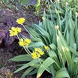 Portal Cool Paquete de semillas: Oro Ajo - Allium Moly - Bosque Jardín comestibles perennes - 10 bombillas
