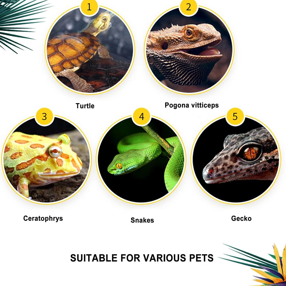 Reptilien -Schwimmglaswachstumspanzer, Transparentes Reptilien -Terrarium Mit Kabelloch, ECO -Regenwald -Fütterungsbox, Reptilienzüchterbox Für Stapel,H