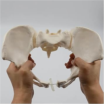 Flexible Female Pelvis Model, Life Size Sacrum Hip Bone Pelvis Skeleton Model, Human Anatomy Medical Model Can Bend, for Science Education, Midwife, Nursing School Student.