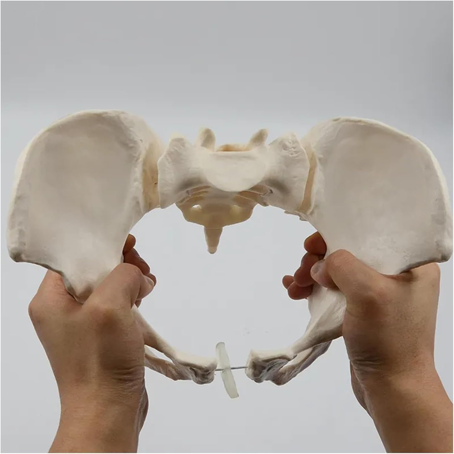 Elastyczny Żeński Model Miednicy, Model Szkieletu Miednicy Kości Krzyżowej Kości Biodrowej, Model Anatomii Ludzkiej, Może Być Zgięty, Dla Nauk Przyrodniczych