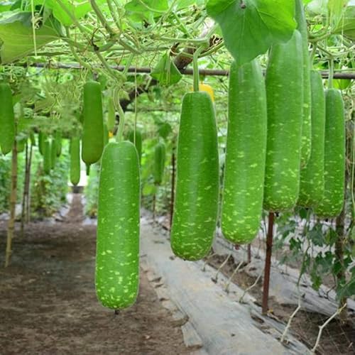 Miniatura 4 de 10 semillas NAM Tao Yai White Gourd Dark Green Fruit Gourd Semillas de calabaza para plantar