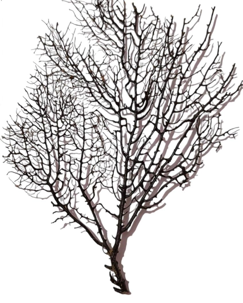 AjeshCollections Vaastu plant Yantra for wealth, prosperity and enhancing good luck, real tree (large size) 10-12 inches large (B0DC54KW8P) Amazon Price History, Amazon Price Tracker