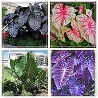 Elefantenohr Knollen - 3 Stück Tropische Gartenpflanzen