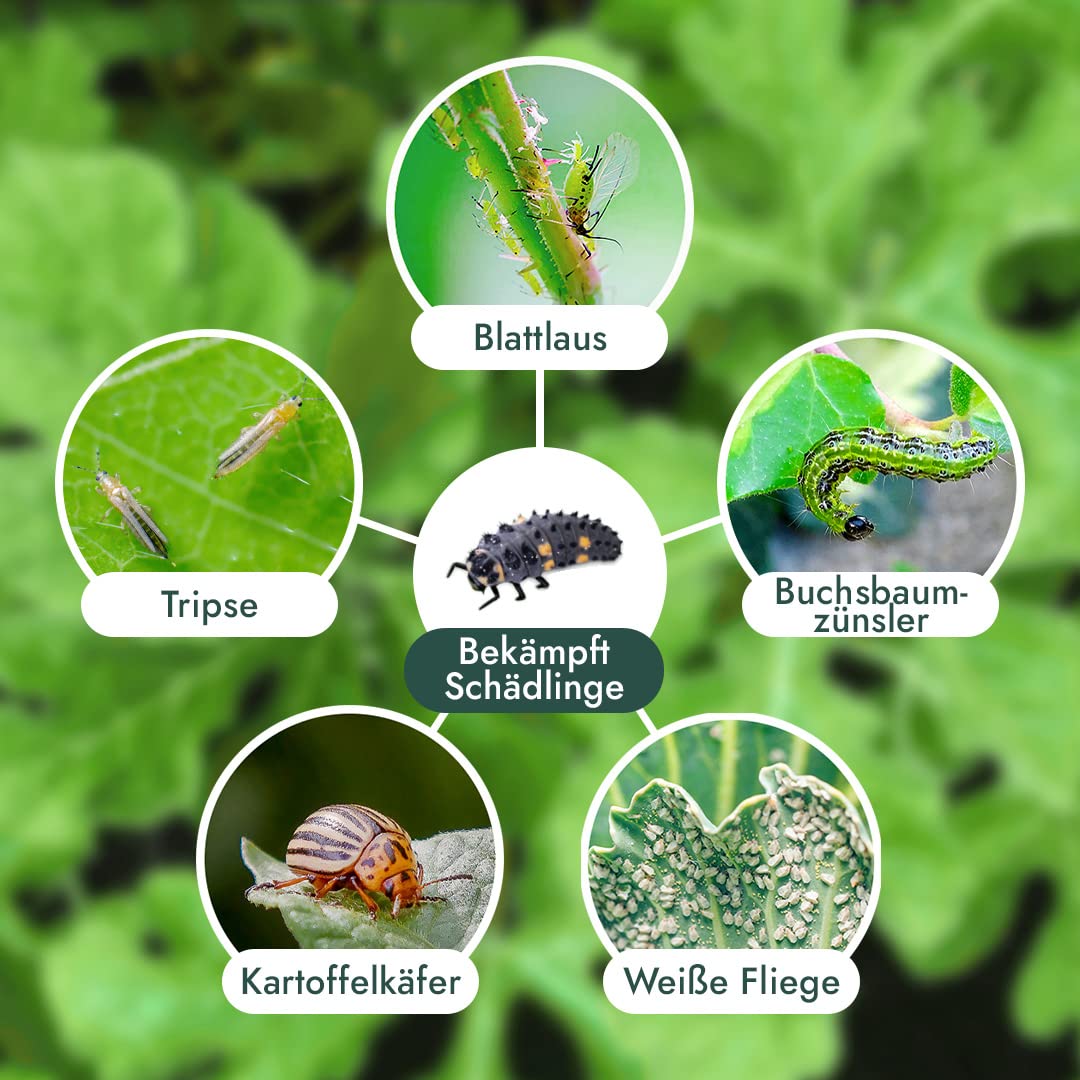 Siebenpunkt-Marienkäfer Eier/Larven (100-150)- Natürliche Schädlingsbekämpfung der Blattläuse für Garten, Kleingewächshäuser, Wintergarten, Büro - Coccinella septempunctata