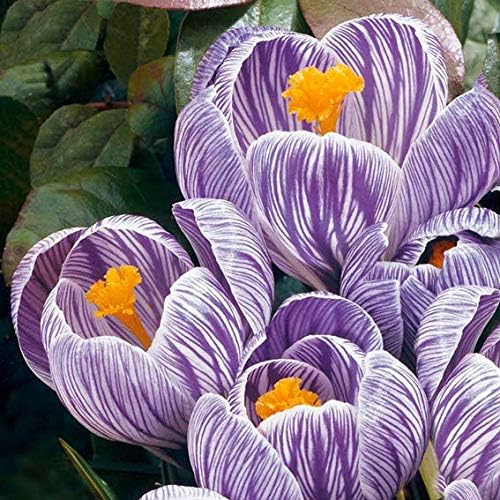 50pcs Saffron Crocus Seeds Autumn Crocus Autumn Flowering Elven Crocus Garden Crocus Seeds for Wonderful Flower Carpets