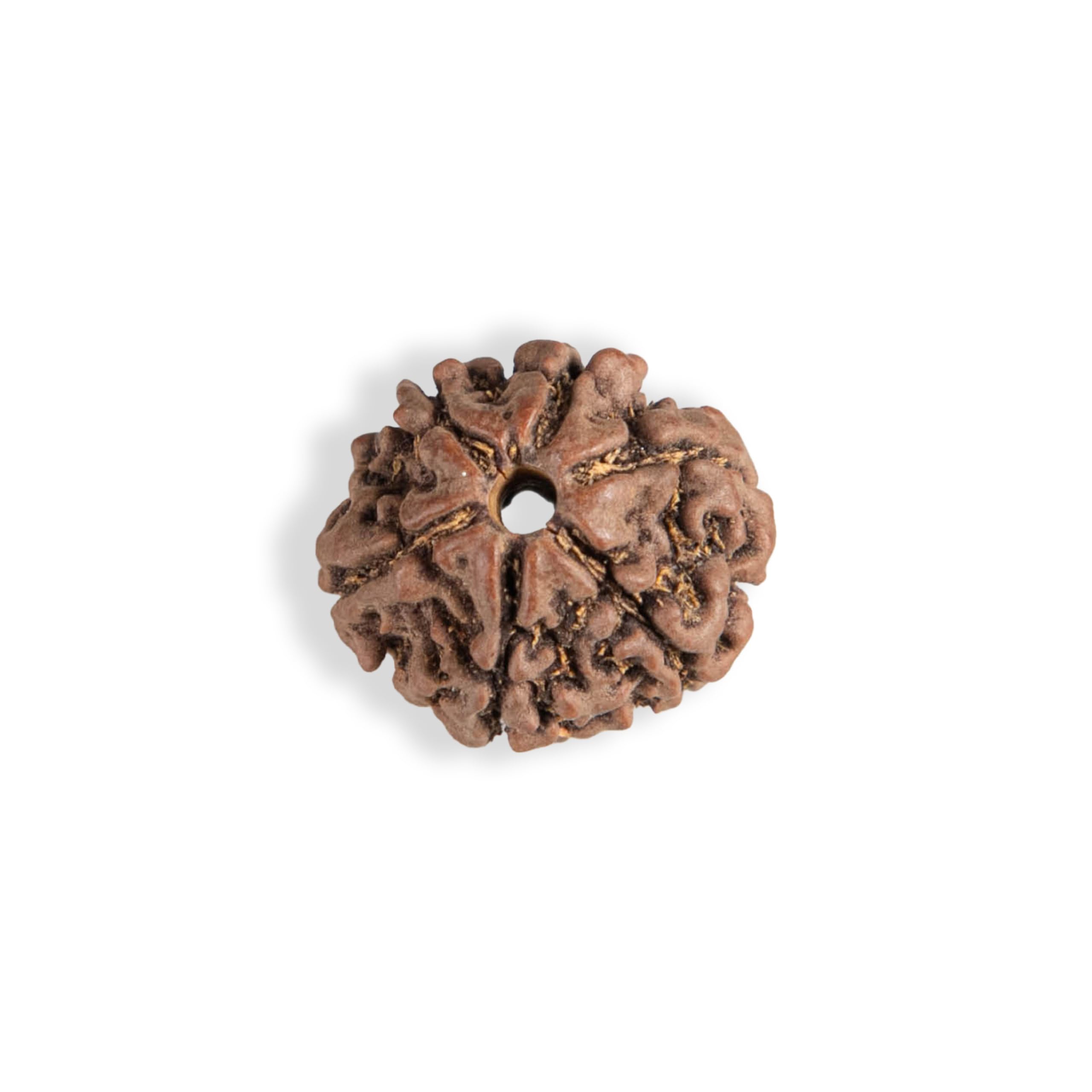 Wonder Care Perlina originale nepalese Rudraksha, naturale, rudra, rosario religioso, Legno