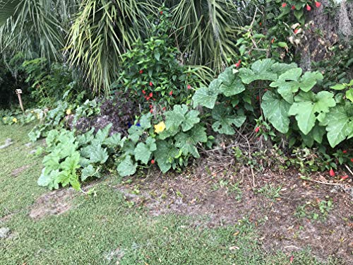 Seminole Pumpkin Seeds Non-Gmo Heirloom Orange Variety #TOP5