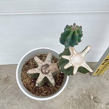 六武衆 ほぼ全種 各1 セット　(出品番号⑥) HPFMS10-25 六角支柱(オスメスタイプ SUS) ノーブランド 1本