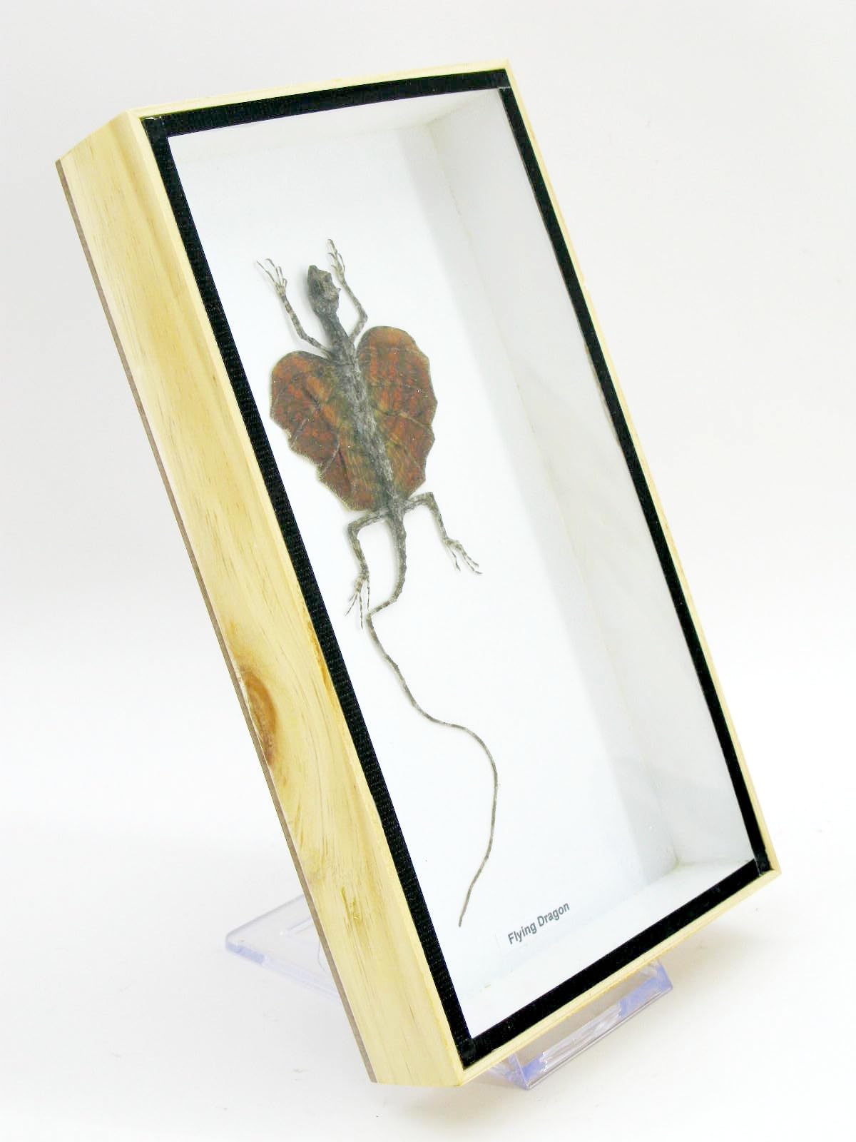 EIN Kleiner echter Fliegender Drache. Sehr selten. Iim 3D Schaukasten aus Holz. - Insekten - Taxidermie (Fliegender Drache)
