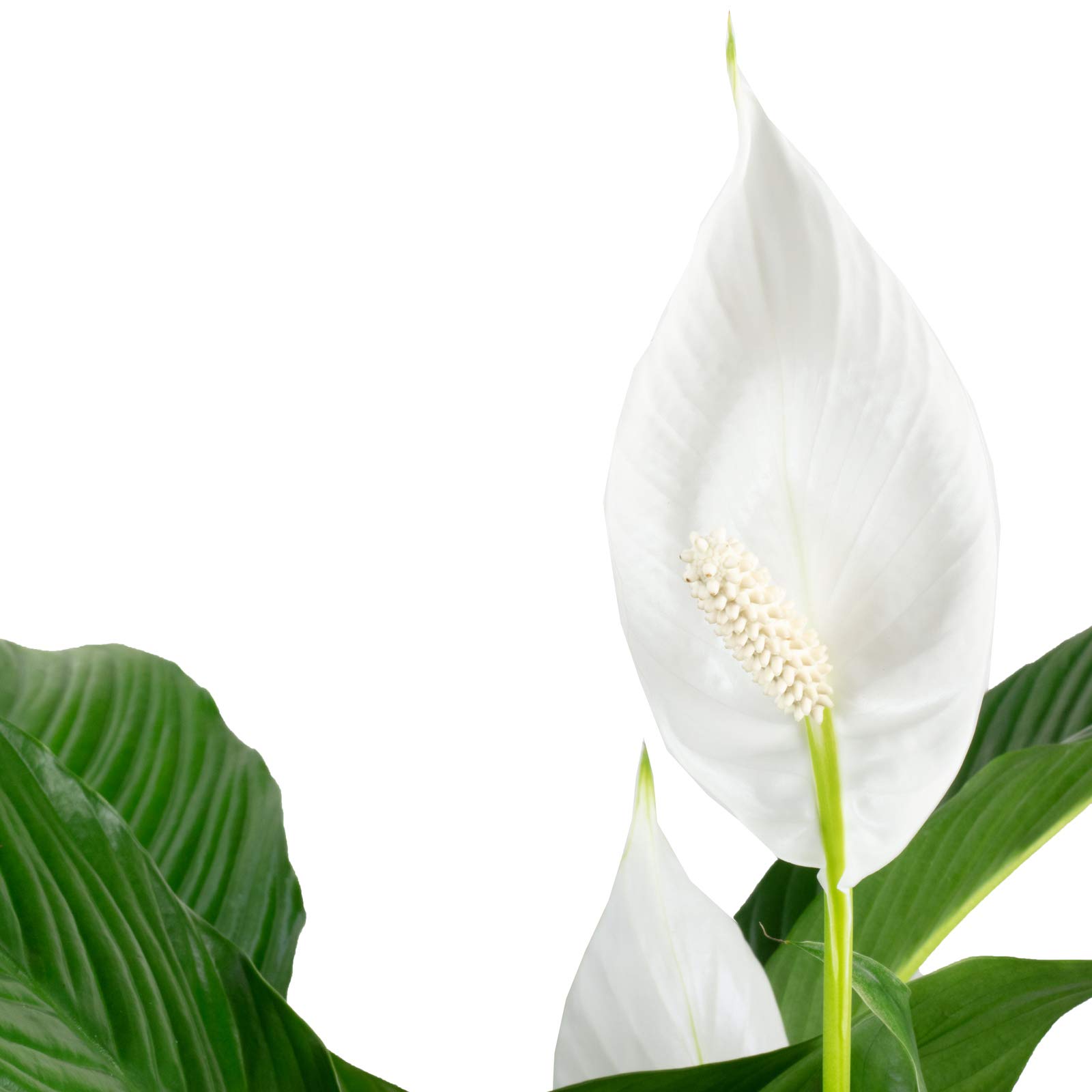 Einblatt - echte Zimmerpflanze, Spathiphyllum Lauretta - Höhe ca. 90 cm, Topf-Ø 19 cm