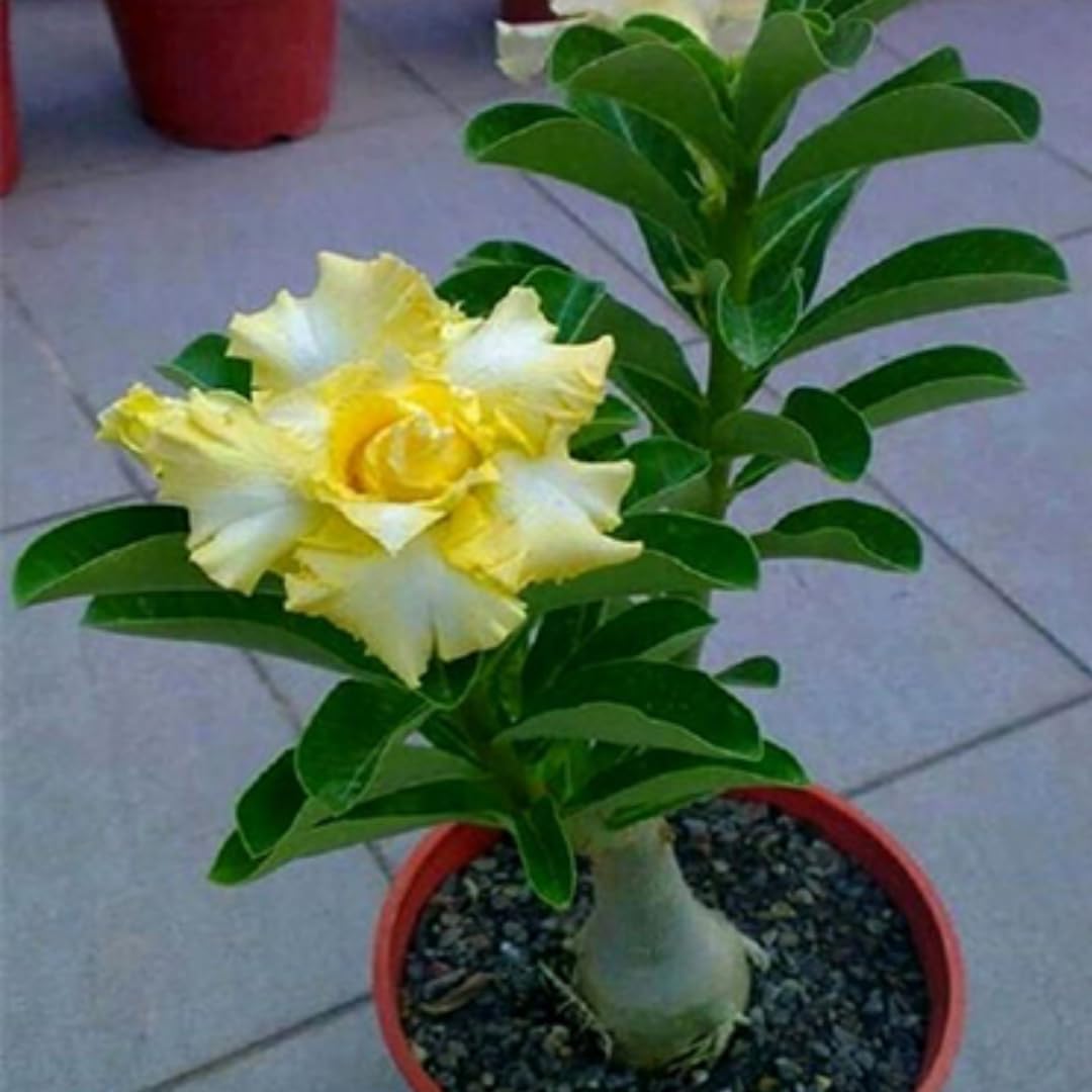 M-Tech Gardens Hybrid Adenium " GOLDEN YELLOW " Desert Rose Flower Seeds (10 Seeds Pack)