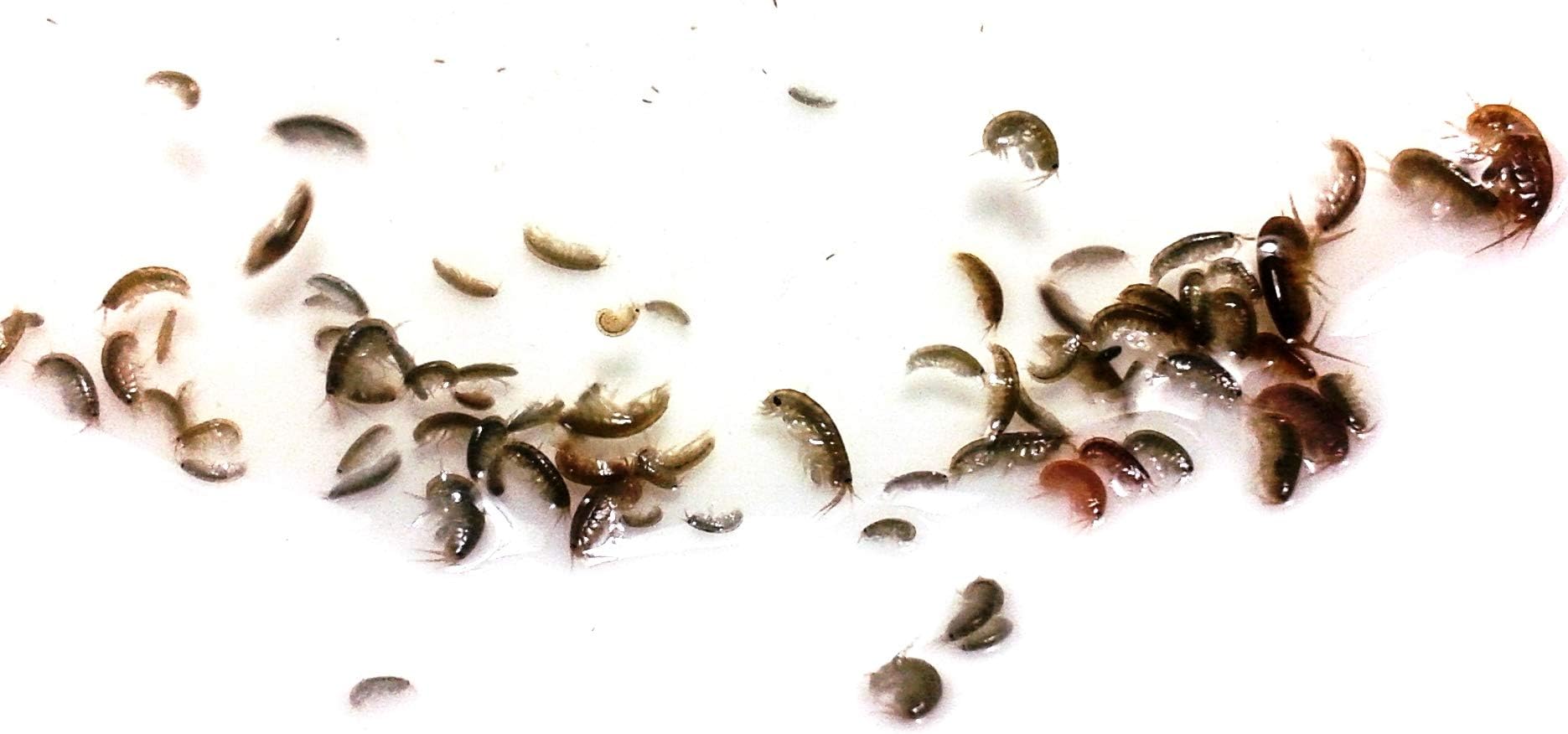 200 Live Amphipods Plus 32oz Tisbe Copepods. Saltwater Amphipods Aquacultured (200 cnt)