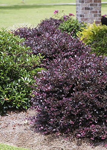 Miniatura 2 de Purple Diamond Loropetalum (3 galones) Arbusto de hoja perenne con follaje morado y flores rosadas  Planta viva para exteriores de pleno sol a