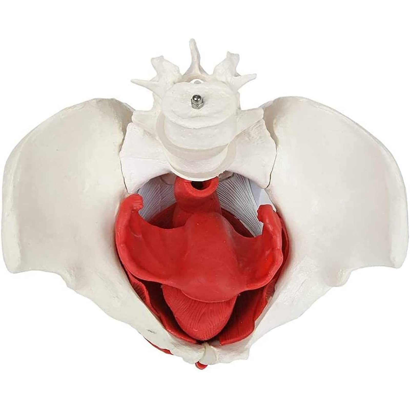 Amazon.co.jp: 生殖器、女性の骨盤の解剖モデル女性の骨盤と骨盤底の24