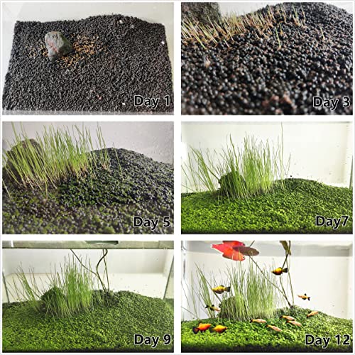 Image of 4 Pack Aquarium Plant S.e.e.ds, no Artificial Plastic Plant, Fish Tank Live Grass for All substrates (0.36ozTiny+0.36oz Long+0.35oz Short+0.35oz Big Dual) ZQV-008