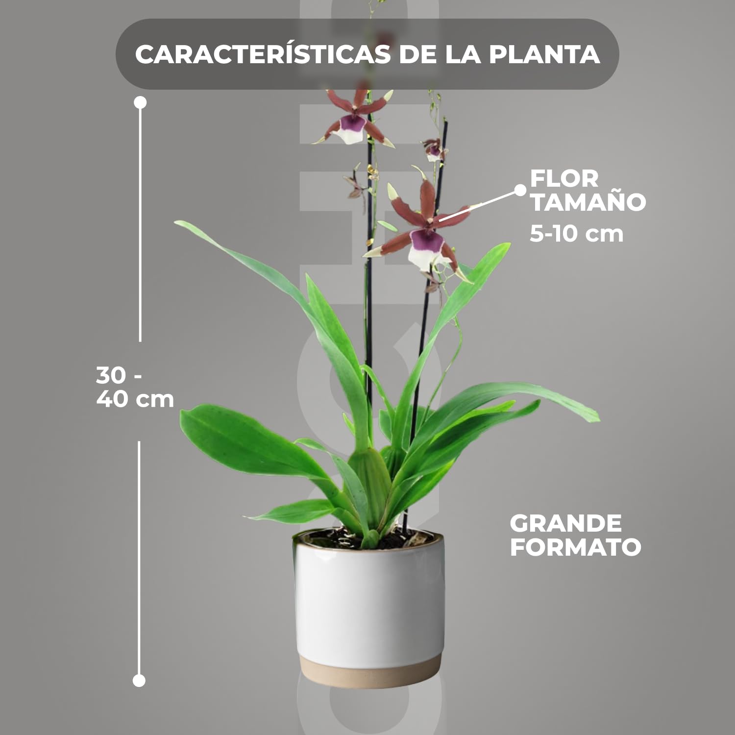 Orquídeas Beallara Eurostar auténticas, 2 plantas de interior grandes de Holanda, de 30 a 40 cm de altura con flores y fragantes