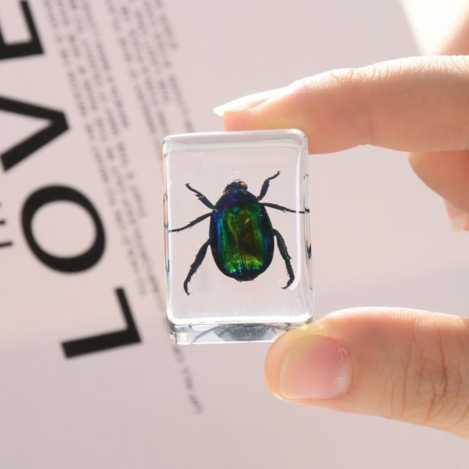 Insectos en Resina preservados, colección de especímenes, pisapapeles de Resina Transparente, decoración