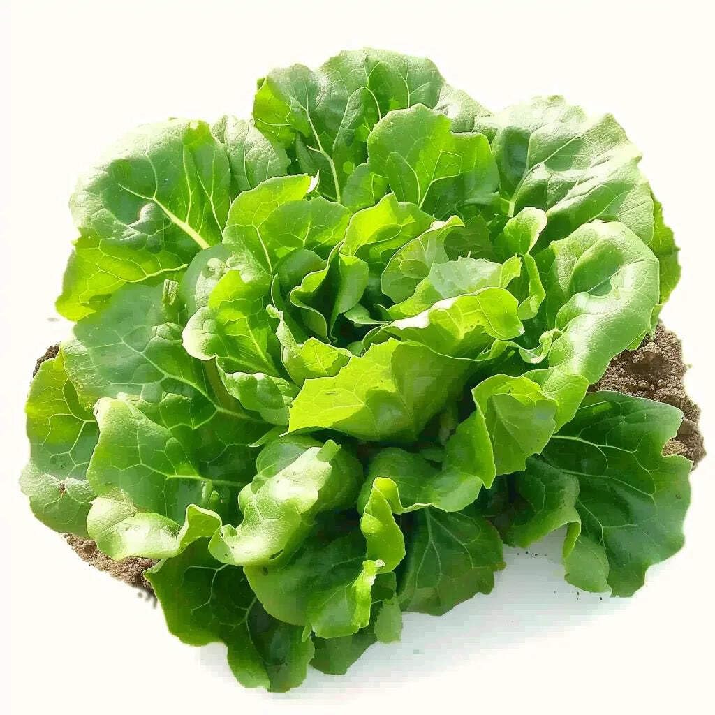 Coffret de Graines - Spécial Salades - SemiSauvage Permaculture