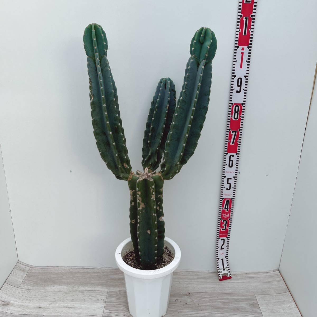 ［現品］☆おすすめ☆ 23番　柱サボテン　鬼面角 ブランチ　8号　多肉植物 Amazon.co.jp: 多肉植物 柱サボテン ブランチ 8号 鬼面角 ハシラ