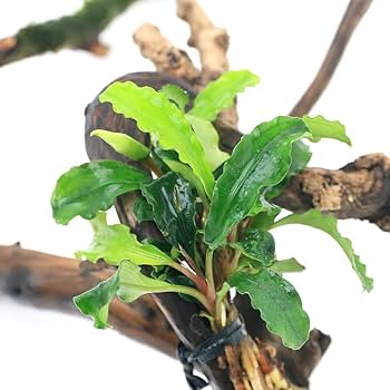 612BIEQwRoL._AC_UF350,