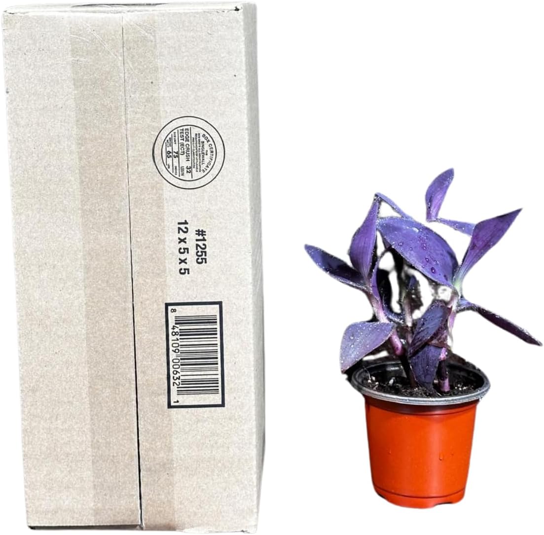 PLANTVERS Tradescantia Purple Jew in a 3" Nursery Pot - Purple Queen Plant - Trailing Houseplant - Air Purifier & Easy Care Indoor Plant - Low Light Office Plant
