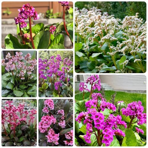 Semillas de Bergenia, orgánicas Bergenia cordifolia, semillas de interior para lugares soleados de jardin 50pcs