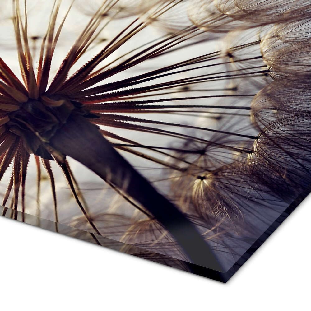 Posterlounge Große Pusteblume Acrylglasbild | 40 x 40 cm Wandbilder Wanddeko