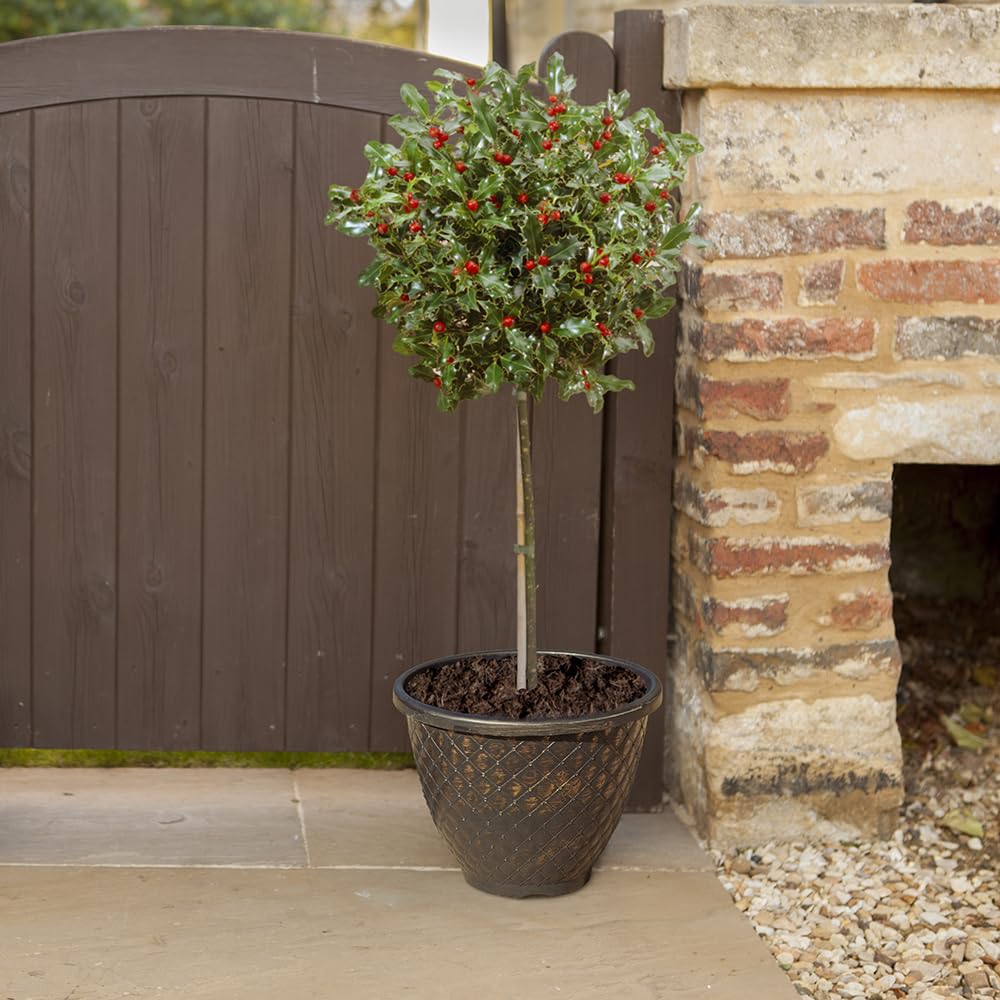 YouGarden Holly Tree Ilex Meserveae 'Blue Maid' Standard Potted Tree, Supplied 80cm Tall, Instant Impact
