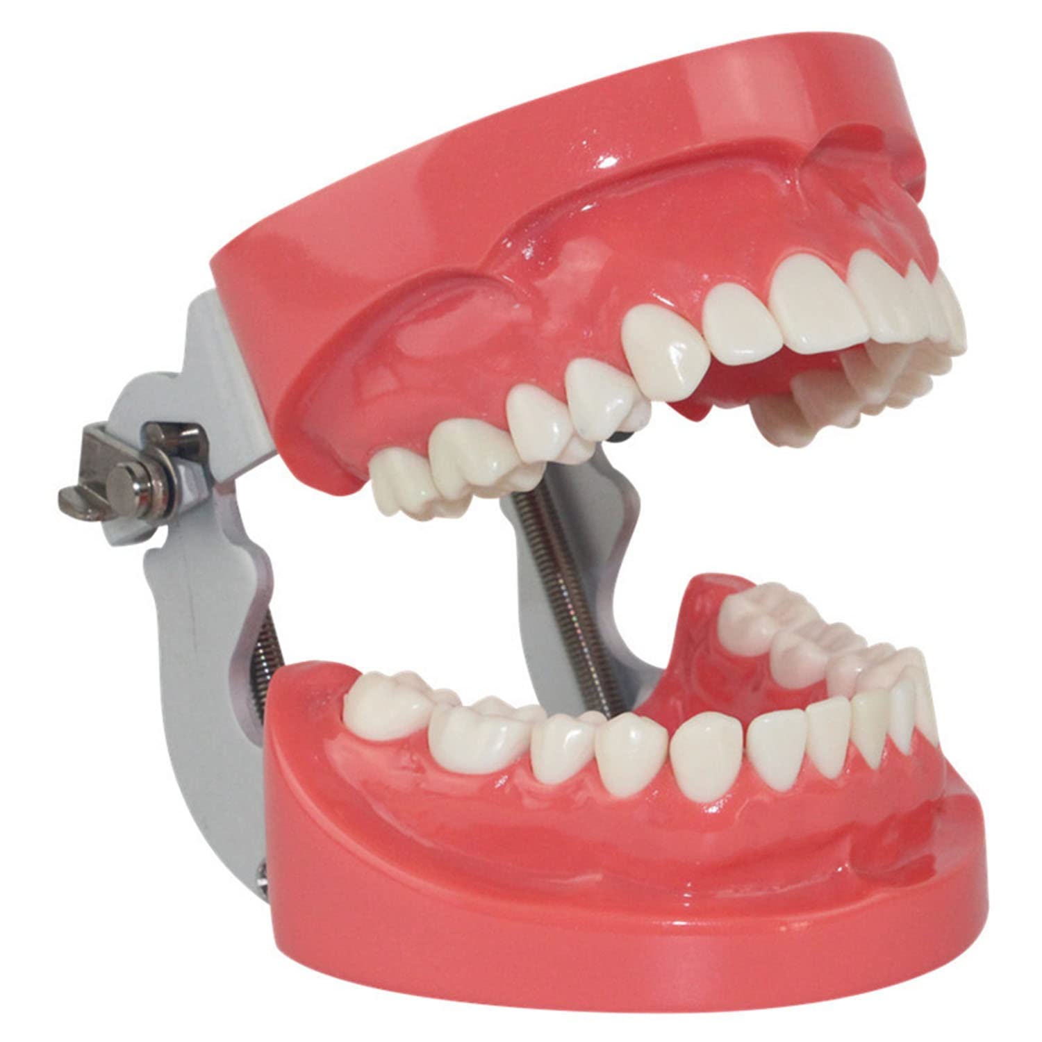 GUNEL Modello di Denti Standard, Modello di Denti tipodonti per Adulti, Denti di dimostrazione per l'insegnamento della Cura Dentale per Bambini modalità Anatomica per l'insegnamento dello Studio