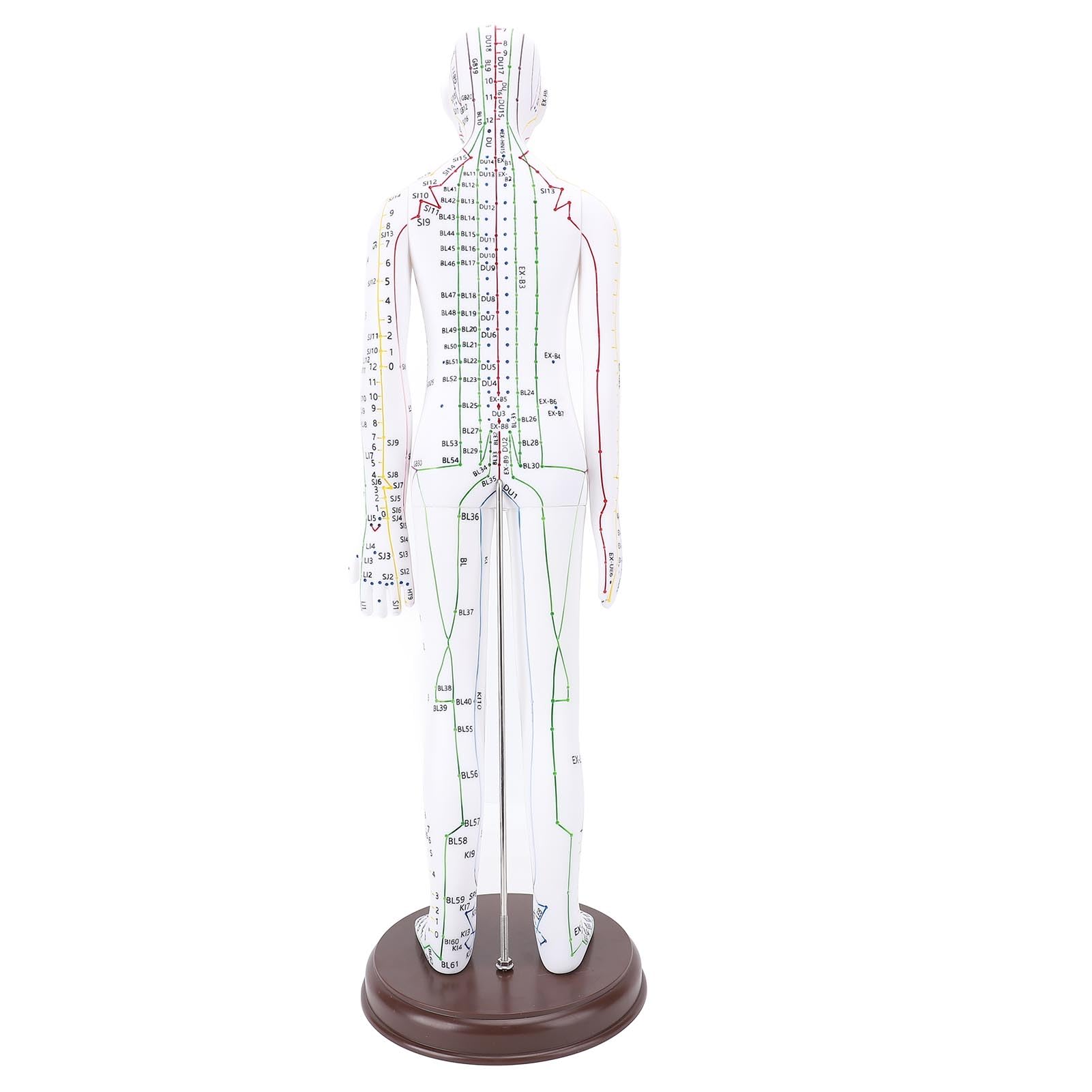 Muñeca de Acupuntura de 52 Cm / 20.47 Pulgadas, Modelo de Acupuntura del Cuerpo Humano, Acupuntura del maniquí de Acupuntura Masculina/Femenina Modelo de Acupuntura con Base,