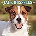 Just Jack Russells 2017 Wall Calendar (Dog Breed Calendars)