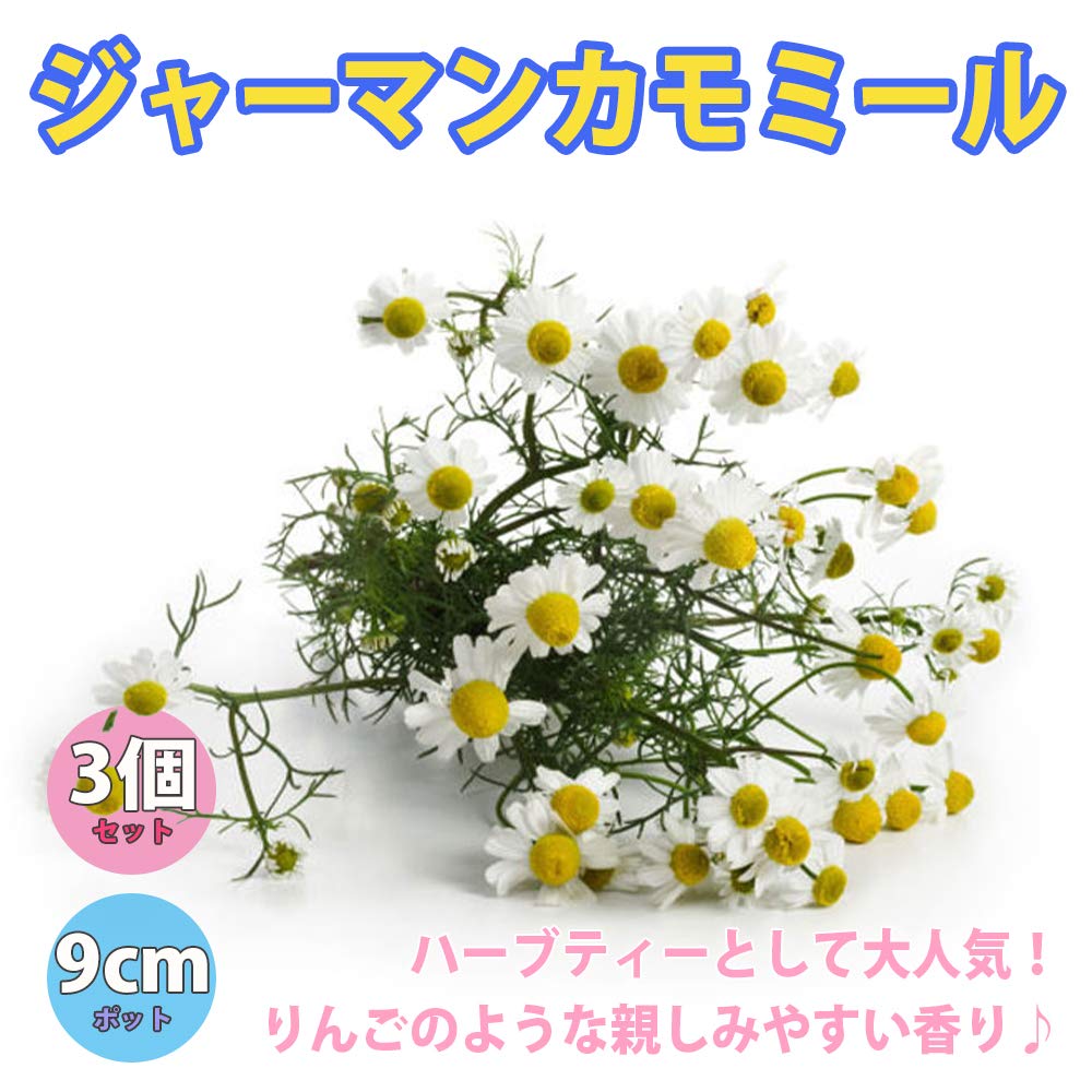 Amazon.co.jp: ITANSE ジャーマンカモミール【ハーブ苗9cmポット