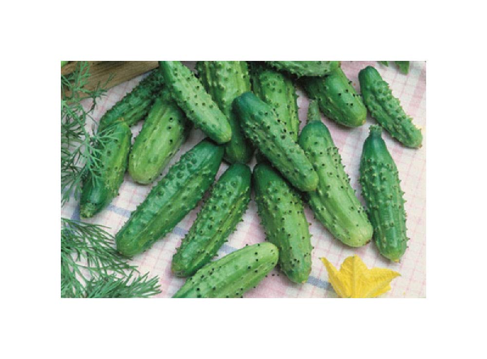 Viridis Hortus - 100 x Gherkin Parisian Pickling Vegetable Seeds