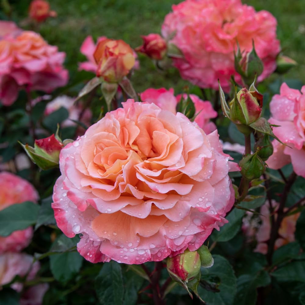 Augusta Louise®, rosa viva di Rose Barni®, rosa in vaso rifiorente, fiori grandi a coppa, profumo intenso, colore sfumato salmone e albicocca, cod. 71315